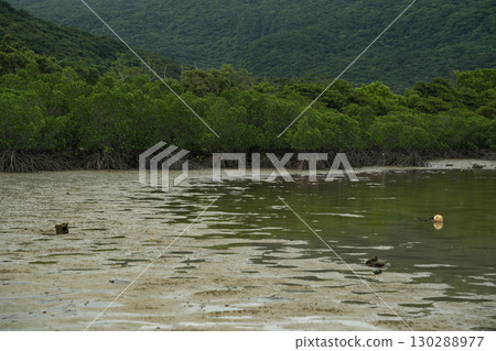 沖繩縣西表島船浦灣 沖繩縣西表島船浦灣 130288977