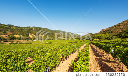 Vineyard in a valley surrounded by hills and mountains. Agriculture. Vineyard in a valley surrounded by hills and mountains. Agriculture. 130289150