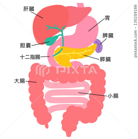 消化系統:肝臟、膽囊、胰臟、胃、十二指腸、器官結構 消化系統:肝臟、膽囊、胰臟、胃、十二指腸、器官結構 130289166