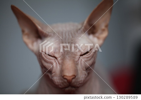 Young Hairless Cat Sphynx Portrait 130289589