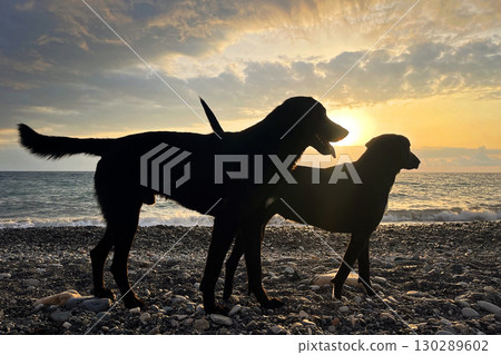 Dog couple standing together on sea beach on sunset sky background Dog couple standing together on sea beach on sunset sky background 130289602