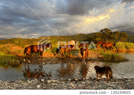Horses in the field near river Horses in the field near river 130289605