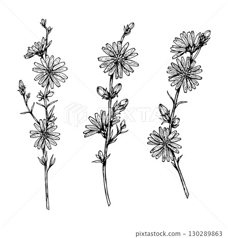 Hand drawn vector illustration of chicory sprigs in black and white line art. Three detailed stems with buds and daisy like blooms, ideal for logos, packaging, stationery, textiles and botanical decor 130289863