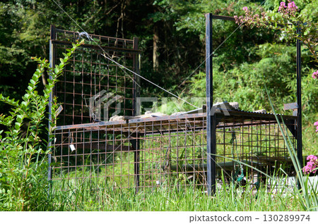 Box trap for capturing wild boars Box trap for capturing wild boars 130289974