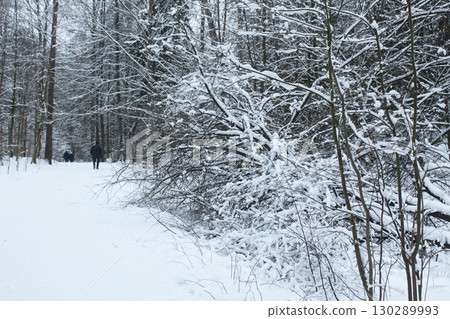 trees in the snow under the snow. Park for walking in winter 130289993
