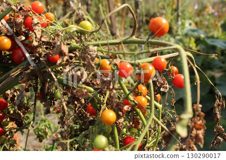 Small cherry tomatoes on a bush. The last tomato harvest. Side view 130290017
