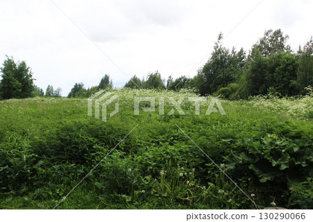 tall thickets of grass against the background of the forest. Abandoned plot of land tall thickets of grass against the background of the forest. Abandoned plot of land 130290066