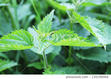 Young nettle leaves close-up. Useful herbs Young nettle leaves close-up. Useful herbs 130290068