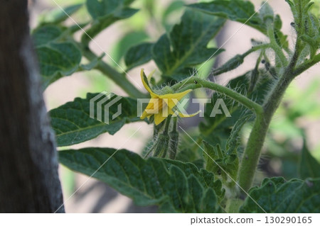 seedlings of tomato seedlings during flowering. Flowers of tomatoes. Spring, flowering. horticulture. Growing vegetables seedlings of tomato seedlings during flowering. Flowers of tomatoes. Spring, flowering. horticulture. Growing vegetables 130290165