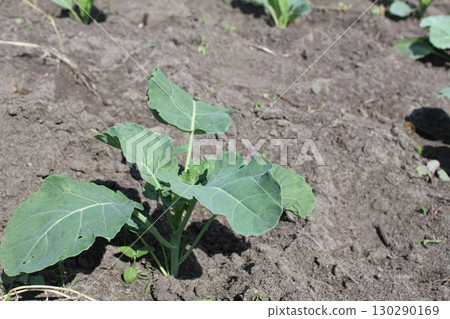 cabbage seedlings planted in the ground. Growing vegetables. Spring, planting plants. agriculture cabbage seedlings planted in the ground. Growing vegetables. Spring, planting plants. agriculture 130290169