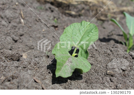 milk seedlings of beans. Growing vegetables. Crop 130290170