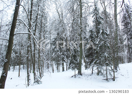 Classic winter forest landscape horizontal photo 130290183