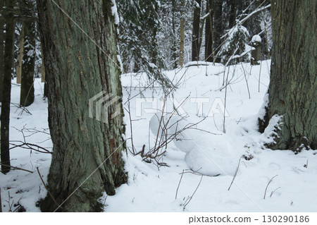 Snowman between trees on a white background. Winter activities 130290186