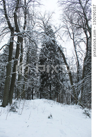 Christmas trees and trees in the snow. Vertical Photo Christmas trees and trees in the snow. Vertical Photo 130290187