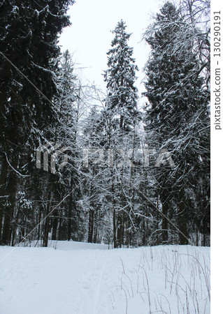 Tall spruces, pines in the snowy winter in the forest. Preparing for Christmas Tall spruces, pines in the snowy winter in the forest. Preparing for Christmas 130290191