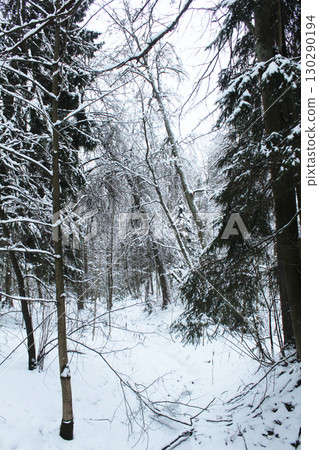 Path for walking in the forest in winter vertical photo 130290194