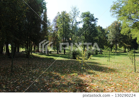 Park in the summer. Lawn with tall trees 130290224