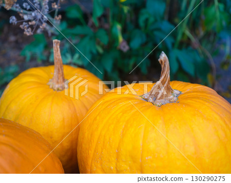 Ripe pumpkins at the end of the season. Agriculture and vegetable growing. Food production. Ripe pumpkins at the end of the season. Agriculture and vegetable growing. Food production. 130290275