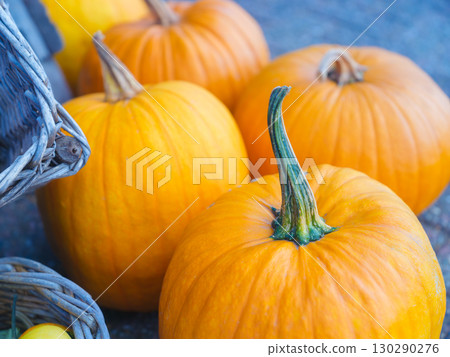 Ripe pumpkins at the end of the season. Agriculture and vegetable growing. Food production. Ripe pumpkins at the end of the season. Agriculture and vegetable growing. Food production. 130290276