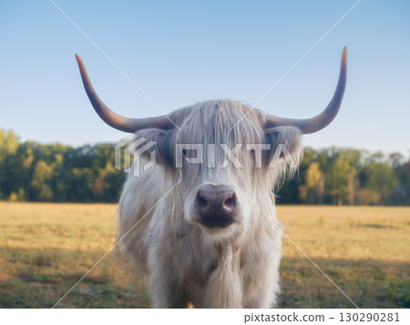 Highland bull in a meadow. View of the field and animal. Agriculture and animal husbandry. Highland bull in a meadow. View of the field and animal. Agriculture and animal husbandry. 130290281