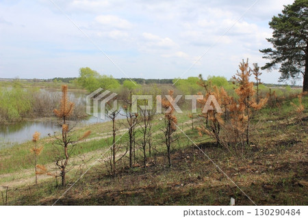 consequences of a fire in the forest. Burnt dead trees against the background of green grass. spring 130290484