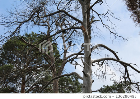 consequences of a fire in the forest. Burnt dead trees against the background of green grass. spring 130290485