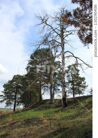consequences of a fire in the forest. Burnt dead trees against the background of green grass. spring 130290486