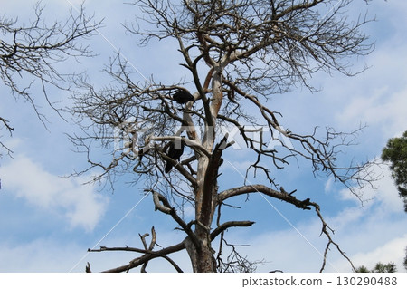 consequences of a fire in the forest. Burnt dead trees against the background of green grass. spring 130290488