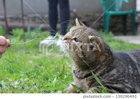 The domestic short-haired grey striped cat plays outside on the grass. close-up. Summer, street cat 130290493