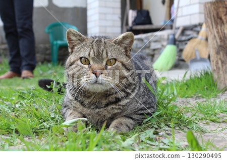 portrait of a gray home striped cat. The cat lies on the grass in the street and looks directly into the camera. Sad disgruntled cat portrait of a gray home striped cat. The cat lies on the grass in the street and looks directly into the camera. Sad disgruntled cat 130290495