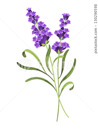 Lavender. Vector illustration of lavender, Provence flowers on a white background. Element from lavender flowers Lavender. Vector illustration of lavender, Provence flowers on a white background. Element from lavender flowers 130290598