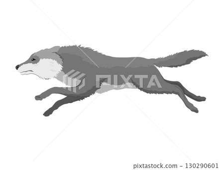 Gray wolf. A predatory beast. Wild forest animal. Vector hand drawn vintage old sketch for stamp, t-shirt or typography or badge Gray wolf. A predatory beast. Wild forest animal. Vector hand drawn vintage old sketch for stamp, t-shirt or typography or badge 130290601