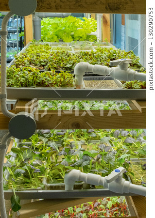Urban microgreen farm. Eco-friendly small business. Baby leaves, phytolamp. 130290753