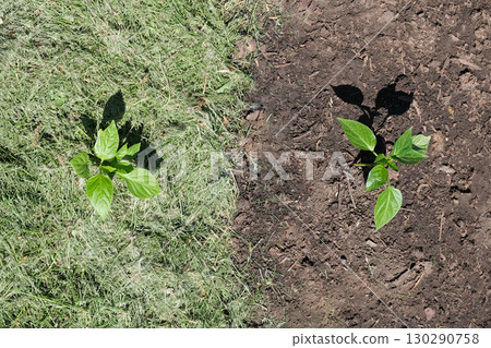 Mulching the topsoil on a vegetable bed with mowed grass from the lawn. production of biohumus organic fertilizer. Earth erosion. Mulching the topsoil on a vegetable bed with mowed grass from the lawn. production of biohumus organic fertilizer. Earth erosion. 130290758