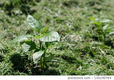 Mulching the topsoil on a vegetable bed with mowed grass from the lawn. production of biohumus organic fertilizer. Earth erosion. Mulching the topsoil on a vegetable bed with mowed grass from the lawn. production of biohumus organic fertilizer. Earth erosion. 130290764