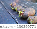Potato seeds for planting. Tubers with young sprouts 130290771