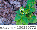 blooming strawberries plant. Pine or larch bark mulch. Protection of the soil from drying out, weed suppression. 130290772