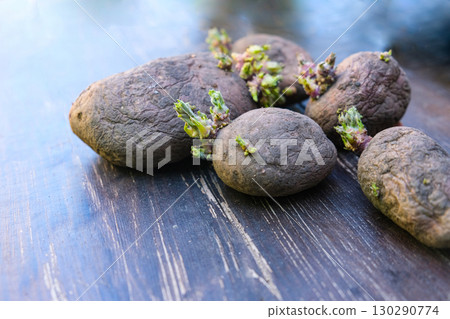 Potato seeds for planting. Tubers with young sprouts 130290774