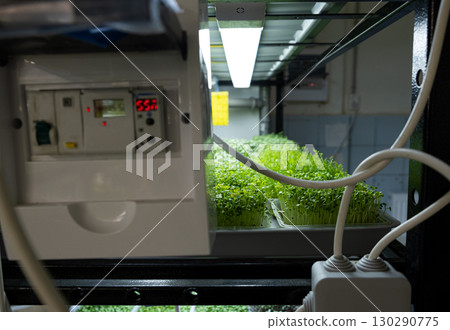 Urban microgreen farm. Eco-friendly small business. Baby leaves, phytolamp. 130290775