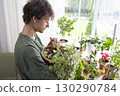 Home plants and the environment A young man is taking care of plants at home. Ampel climbing plant . Glechoma hederacea. 130290784
