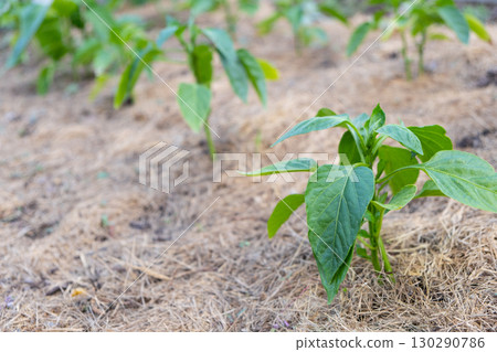 Mulching the topsoil on a vegetable bed with mowed grass from the lawn. production of biohumus organic fertilizer. Earth erosion. Mulching the topsoil on a vegetable bed with mowed grass from the lawn. production of biohumus organic fertilizer. Earth erosion. 130290786