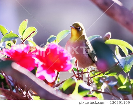 Camellia flowers and cute Japanese white-eye Camellia flowers and cute Japanese white-eye 130291109