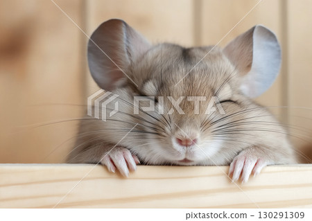 Adorable furry chinchilla pet with cute small ears sleeping on wood 130291309