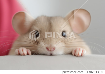 Mouse with Cute Whiskers and Ears, Adorable Pet Rodent with White Fur and Curious Eyes 130291310