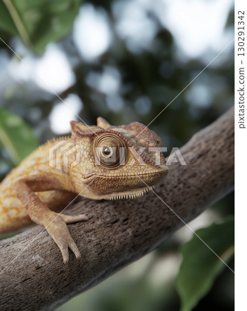 Chameleon reptile on a branch with camouflage in nature wildlife closeup eyes Chameleon reptile on a branch with camouflage in nature wildlife closeup eyes 130291342