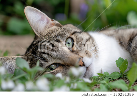 Tabby cat with green eyes and whiskers relaxing outdoors in nature garden 130291399