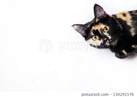 Tortoiseshell cat portrait with bright eyes and colorful fur pattern Tortoiseshell cat portrait with bright eyes and colorful fur pattern 130291576