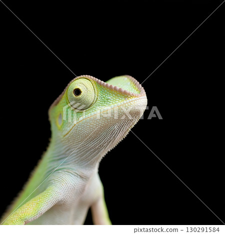 Chameleon reptile lizard with green scales and eyes in a colorful nature portrait 130291584