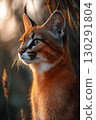 Caracal feline portrait with majestic fur and ears in a beautiful natural habitat 130291804