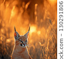 Caracal with striking ears and whiskers in golden light, a graceful and adorable feline portrait 130291806